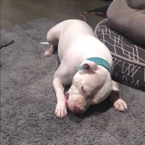 Meet your Posher, Preston